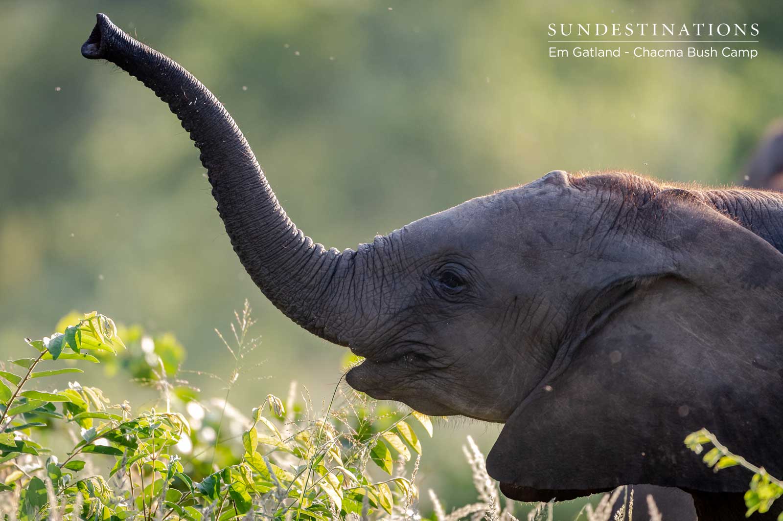 Young Elephant Calf at Chacma Young Elephant Calf at Chacma