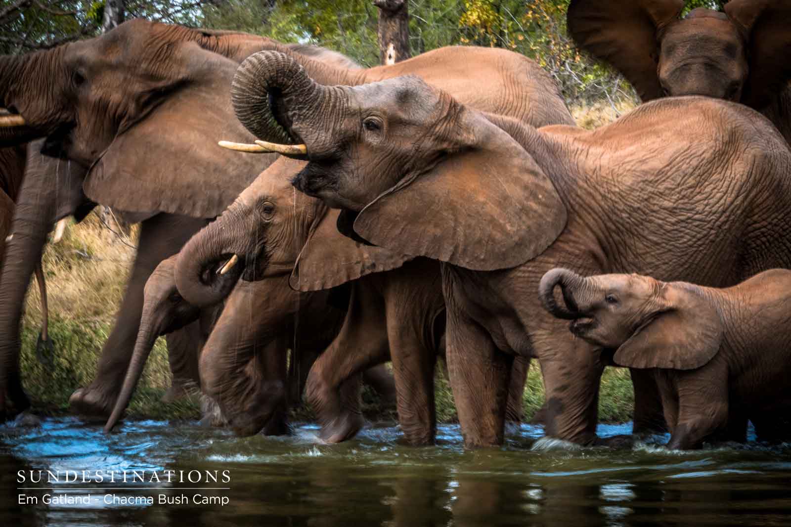 WIPChacmaEllies Elephants at Chacma