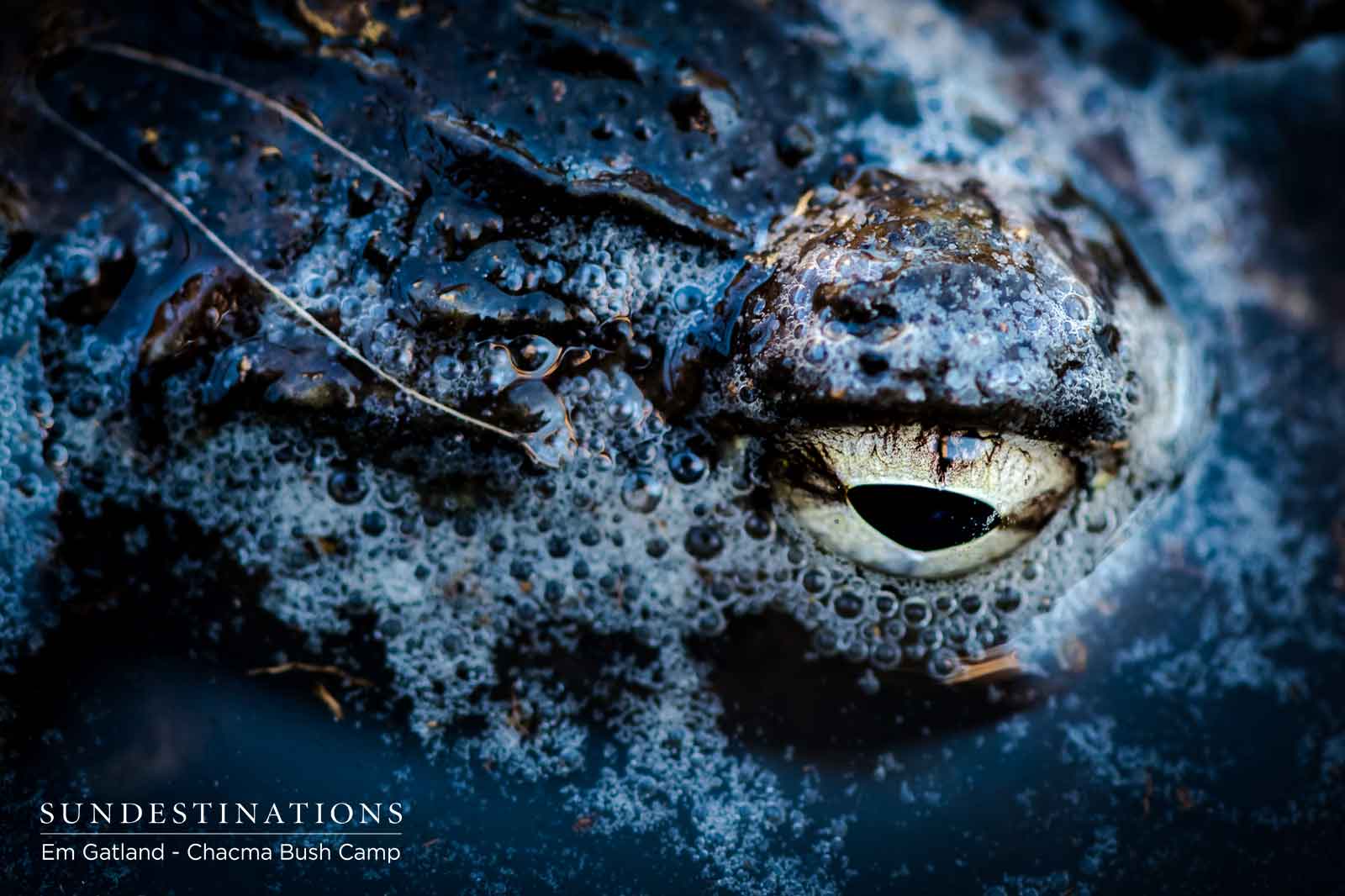 Bullfrog at Chacma Bullfrog at Chacma