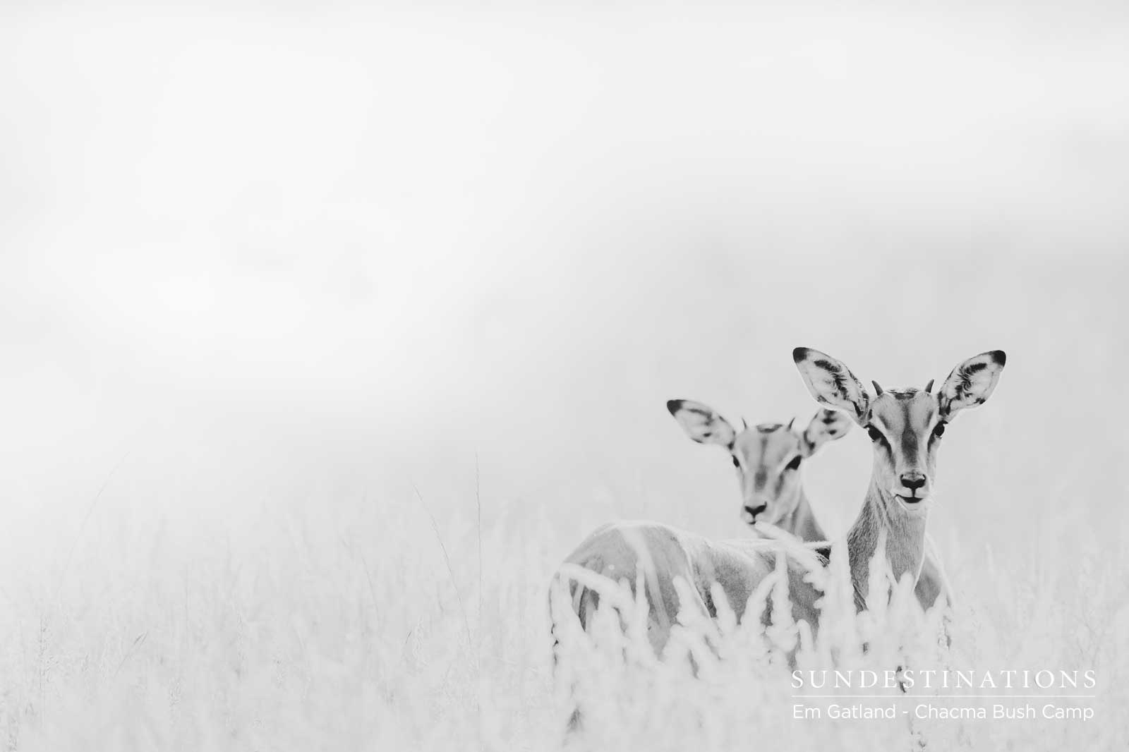 Impala at Chacma Bush Camp Impala at Chacma Bush Camp