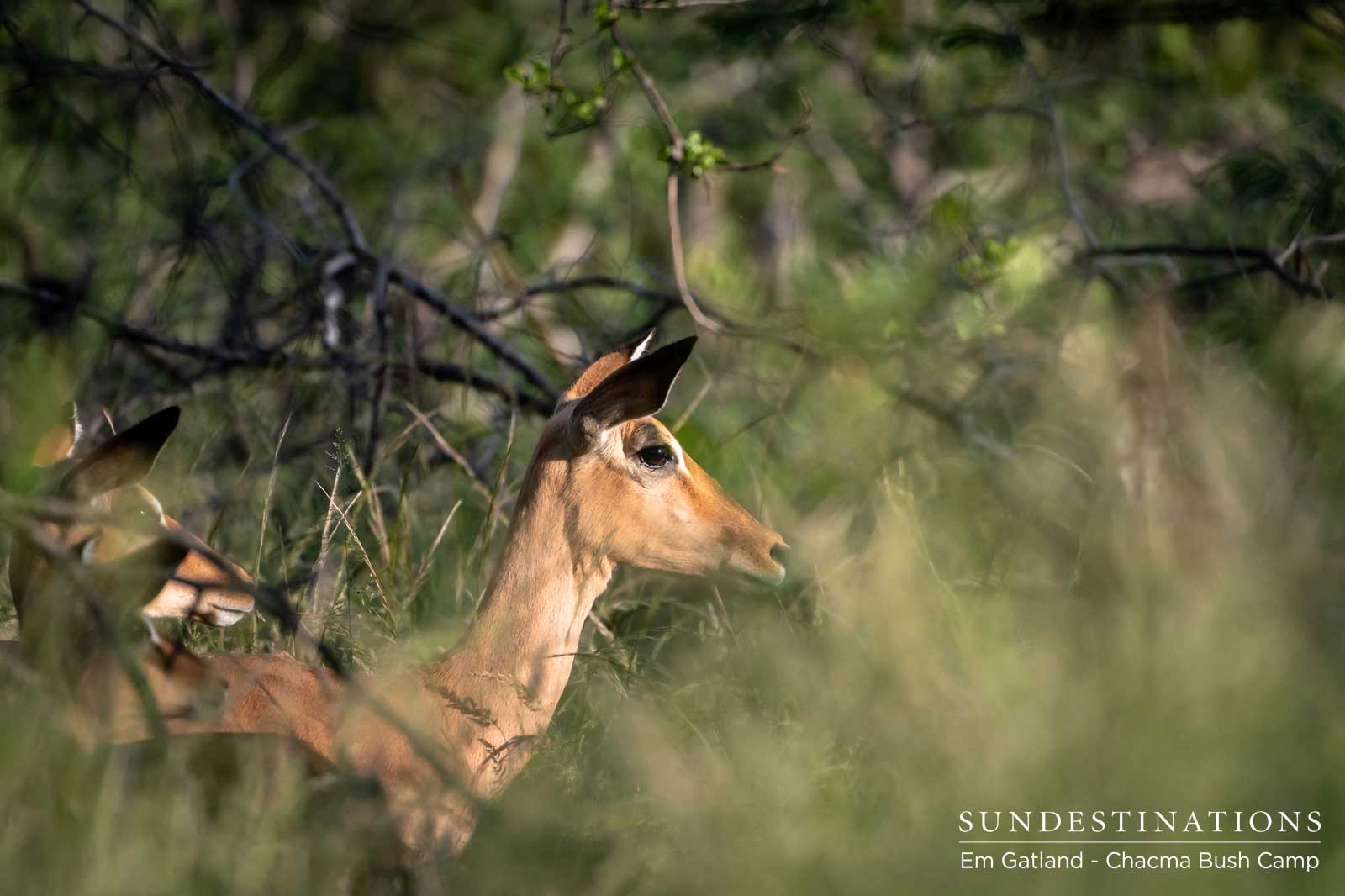 Impala at Chacma Impala at Chacma