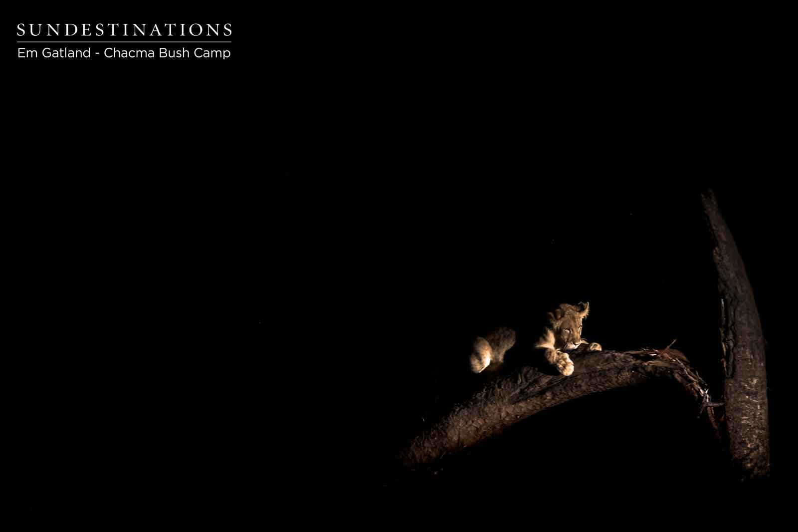 Lion Cubs at Chacma Lion Cubs at Chacma