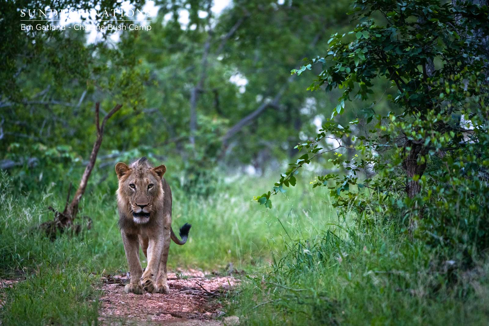 Male Lions at Chacma Bush Camp Male Lions at Chacma Bush Camp