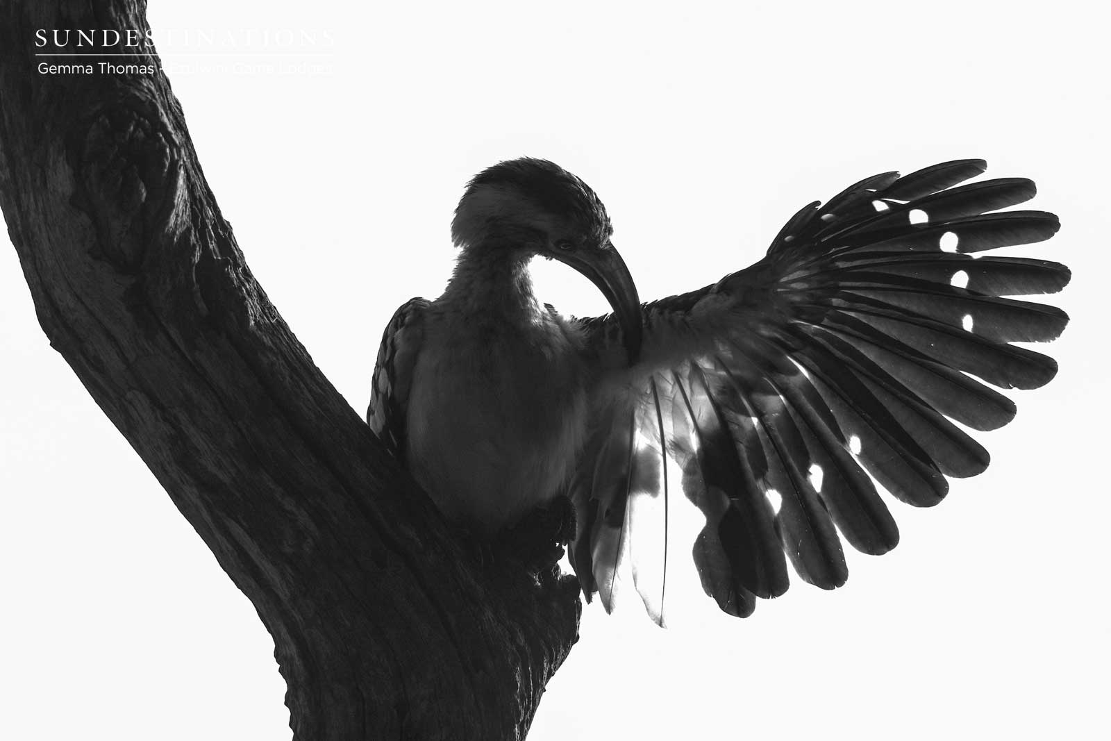 Birding at Ezulwini Game Lodges Birding at Ezulwini Game Lodges