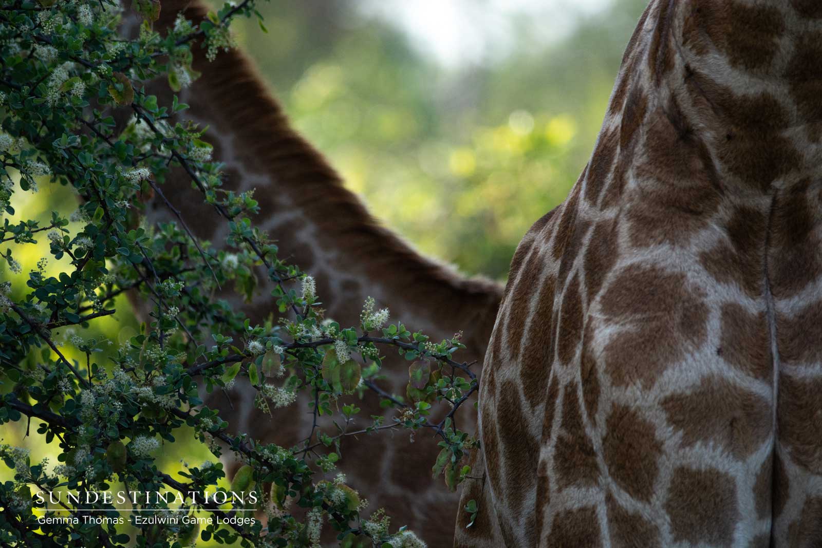 Giraffe at Ezulwini Game Lodges Giraffe at Ezulwini Game Lodges