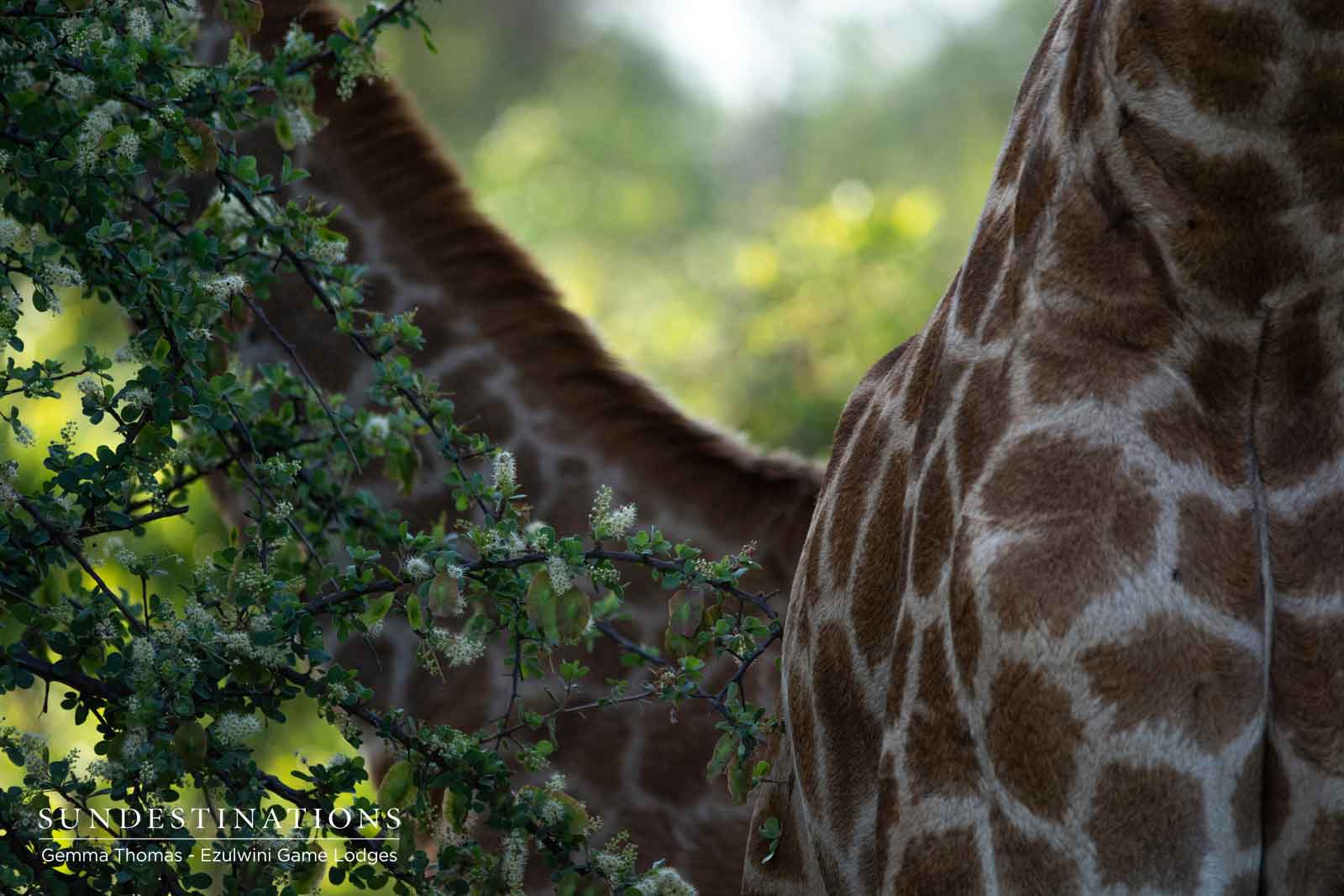 Giraffe Hide in Ezulwini Giraffe Hide in Ezulwini