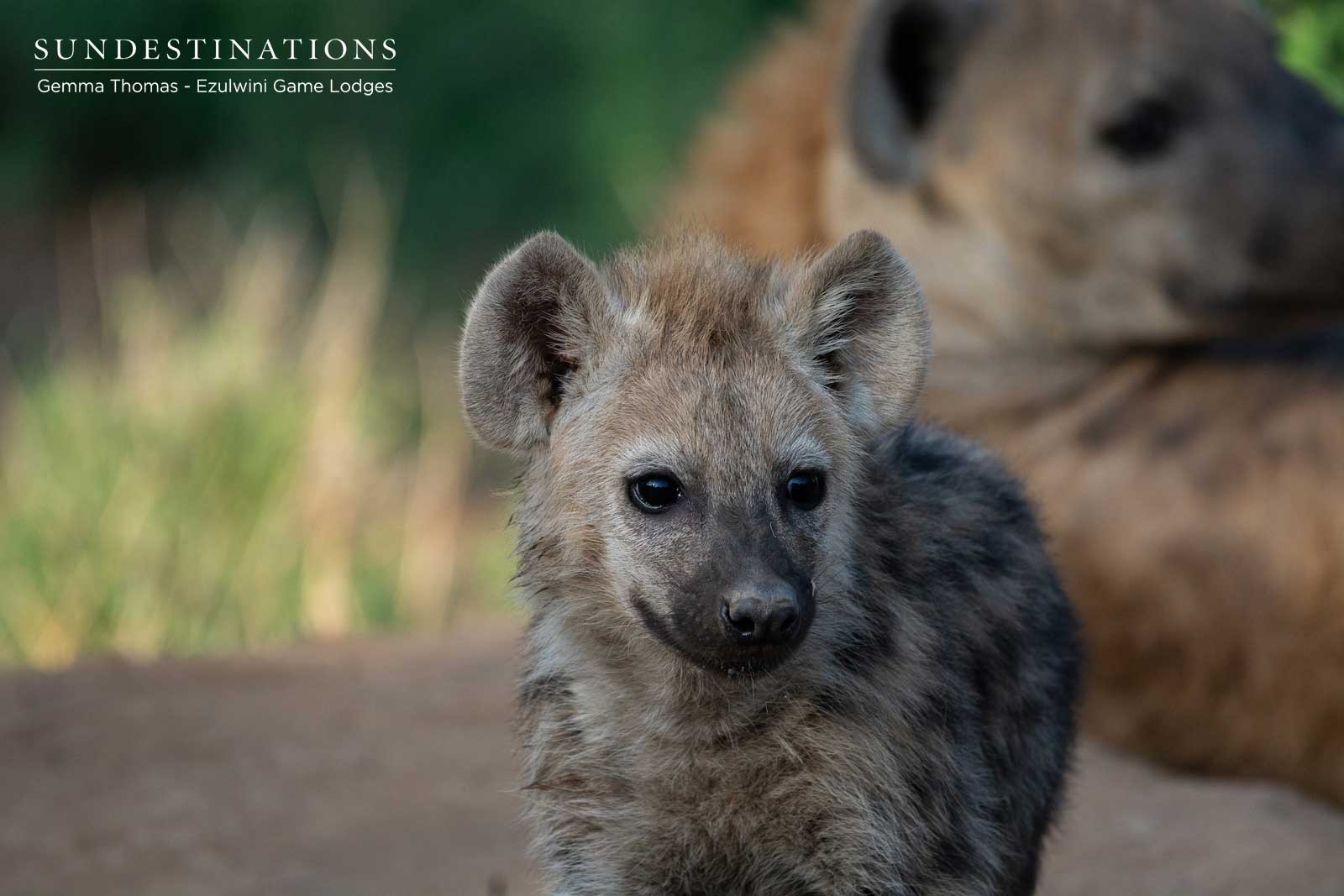 Hyena at Ezulwini Hyena at Ezulwini