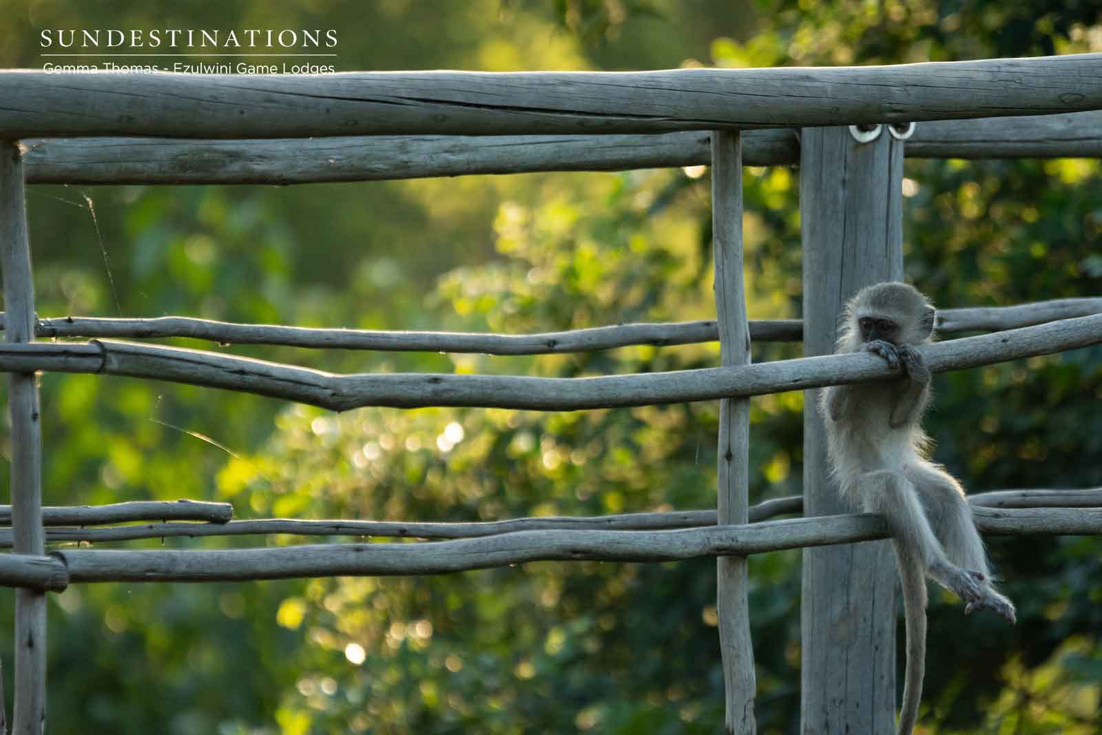 Ezulwini Vervet Monkey Ezulwini Vervet Monkey