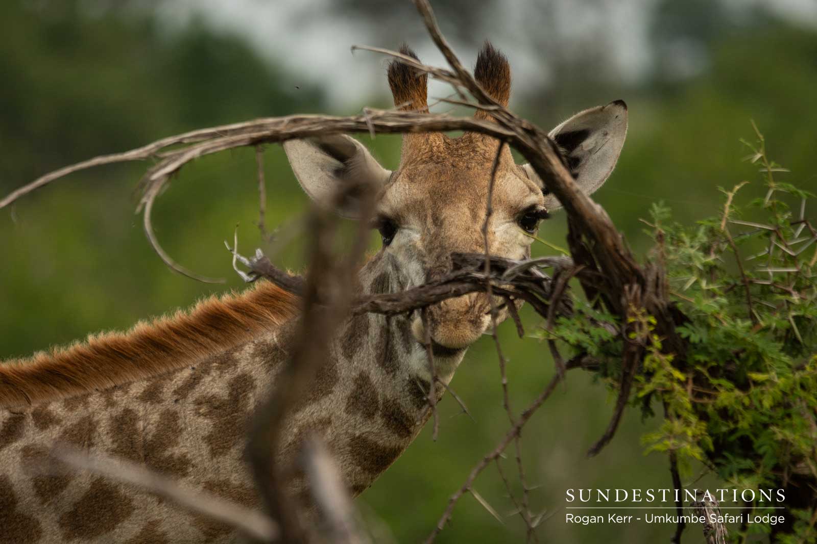 Giraffe at Umkumbe Safari Lodge Giraffe at Umkumbe Safari Lodge