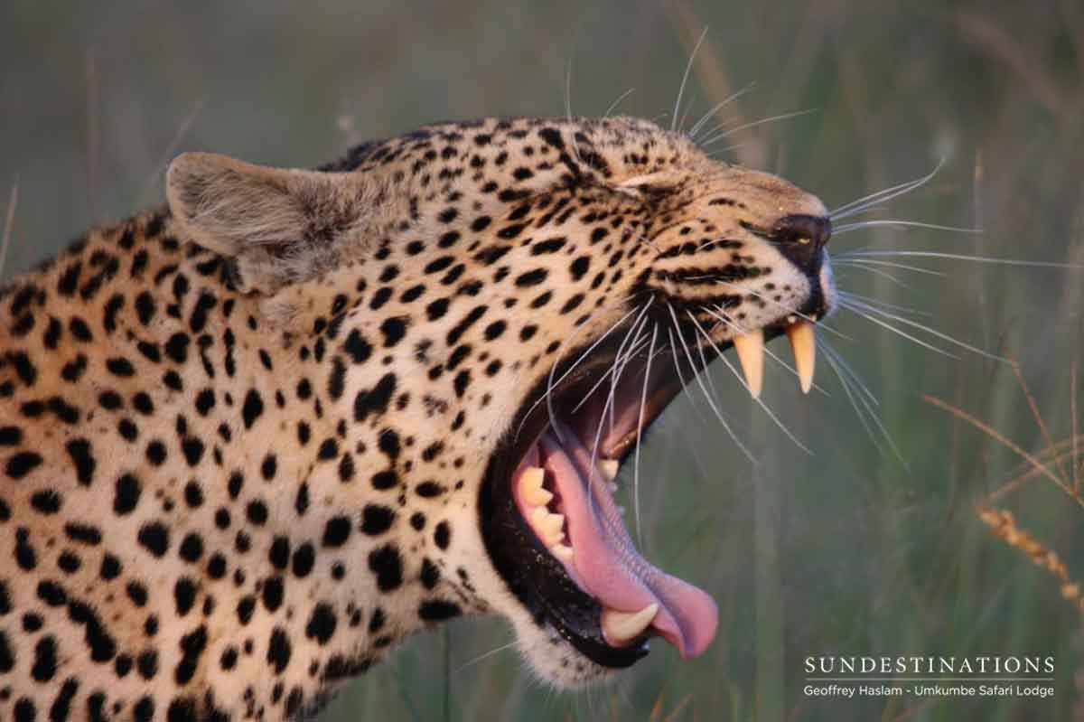 Umkumbe Leopards Umkumbe Leopards