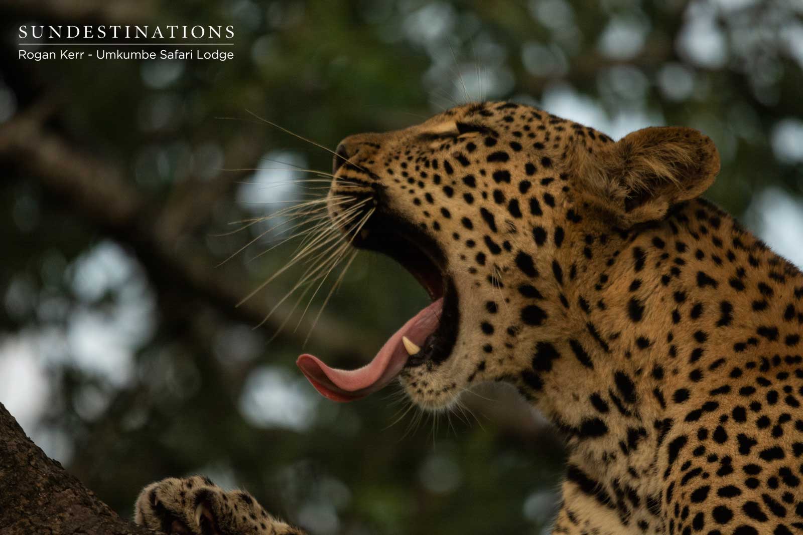 Umkumbe Leopards in Sabi Sand Umkumbe Leopards in Sabi Sand