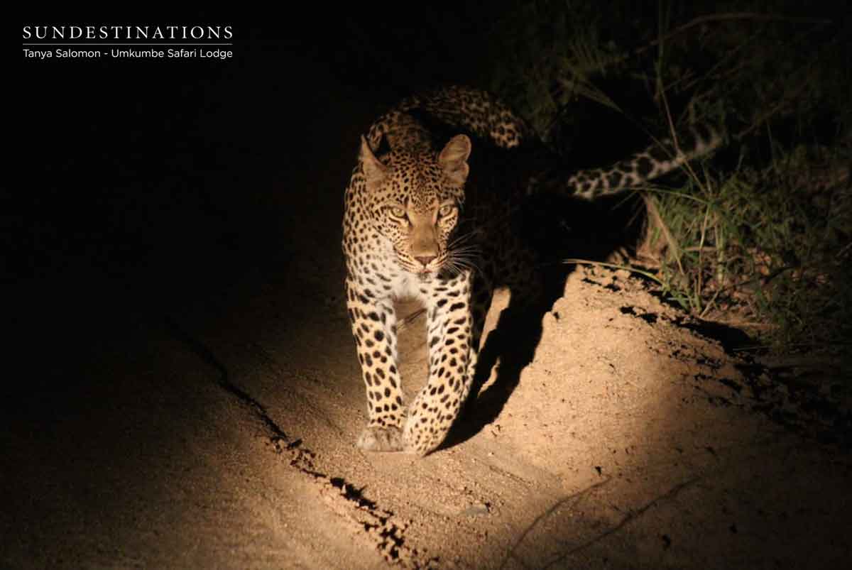 Leopards of Umkumbe Safari Lodge Leopards of Umkumbe Safari Lodge