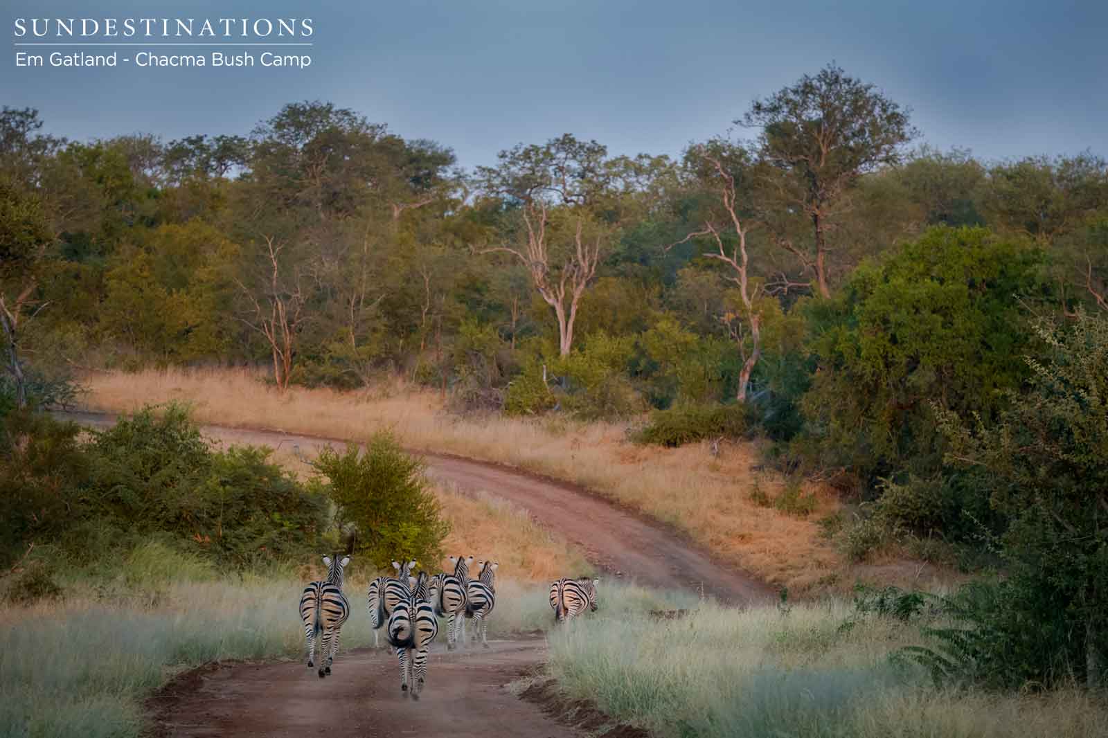 WIPZebraRoads Zebra at Chacma Bush Camp