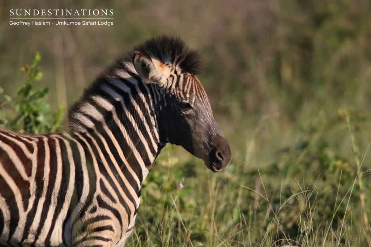 Zebra Foal at Umkumbe Zebra Foal at Umkumbe