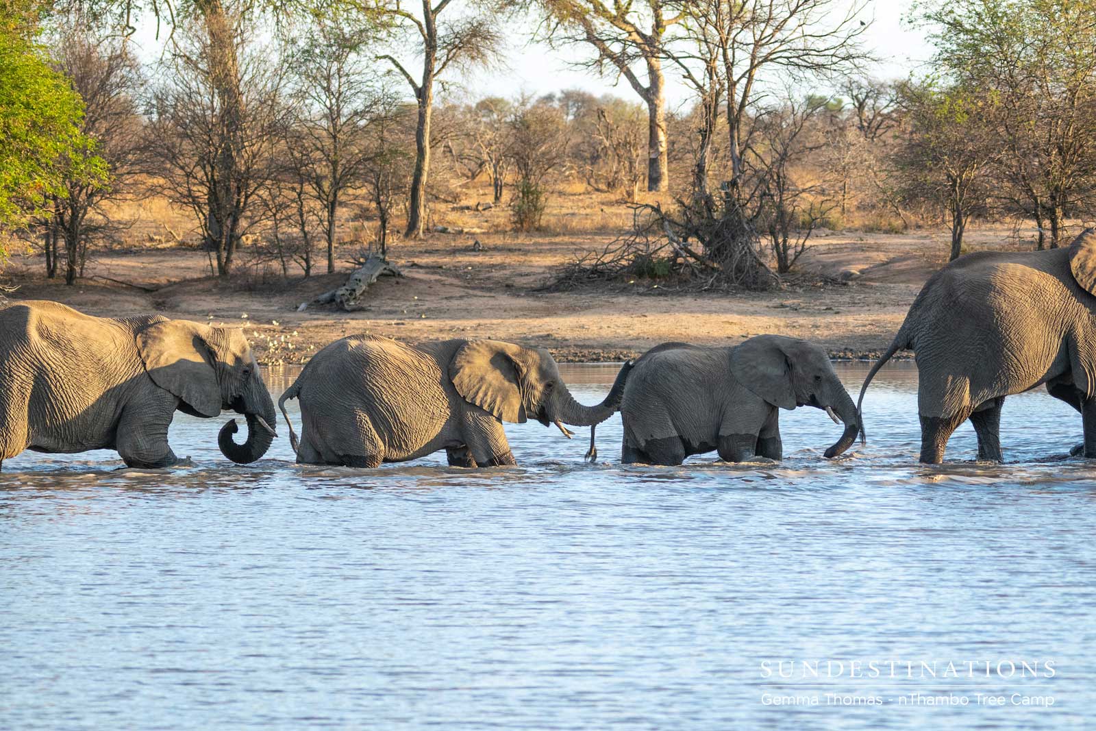 Elephants at nThambo Tree Camp Elephants at nThambo Tree Camp
