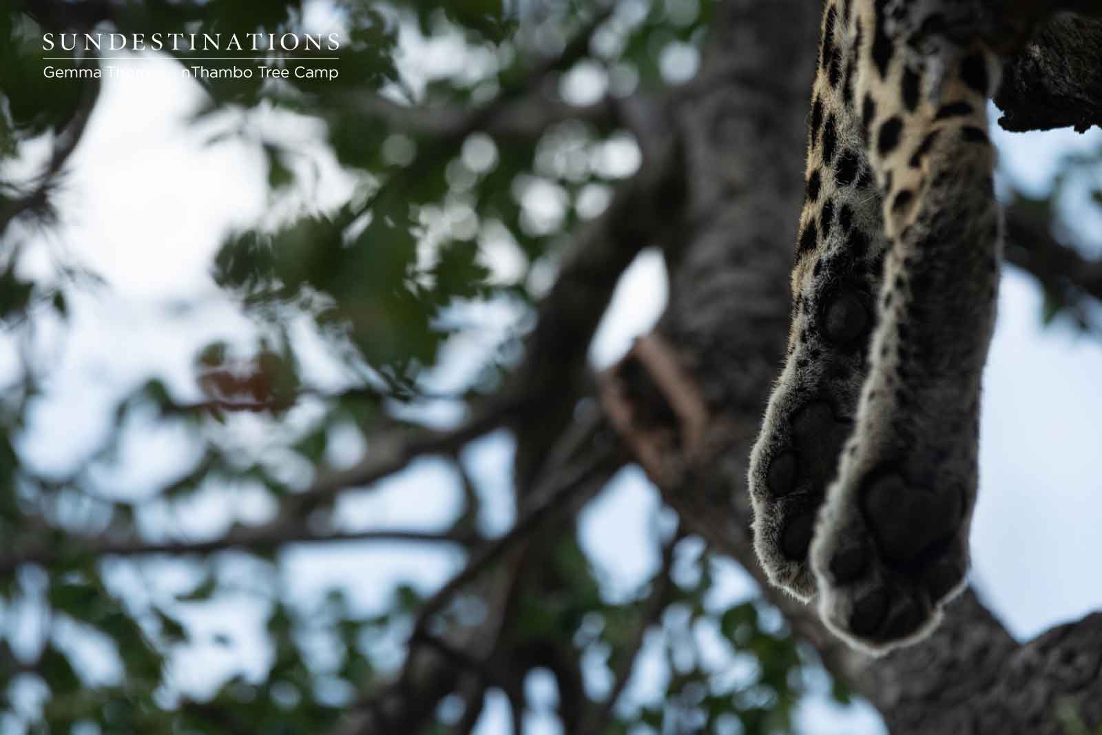 Leopards in Tree at nThambo Leopards in Tree at nThambo