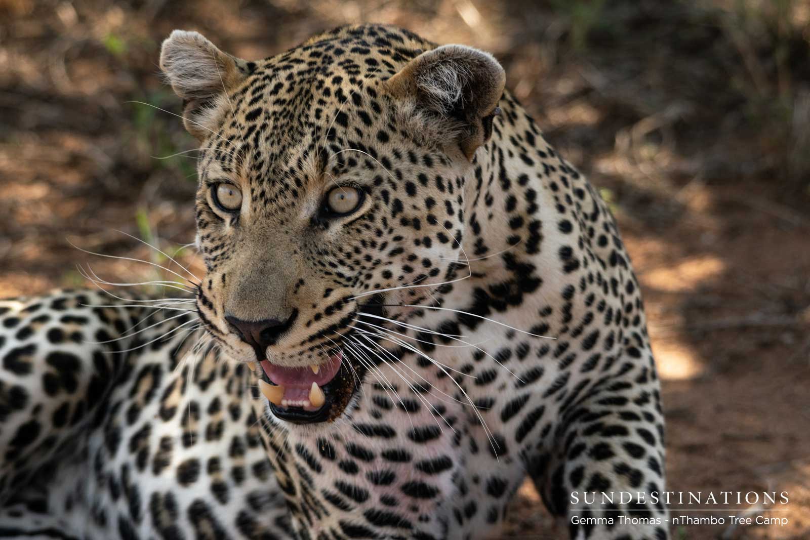 Mondsweni Male Leopard Mondsweni Male Leopard