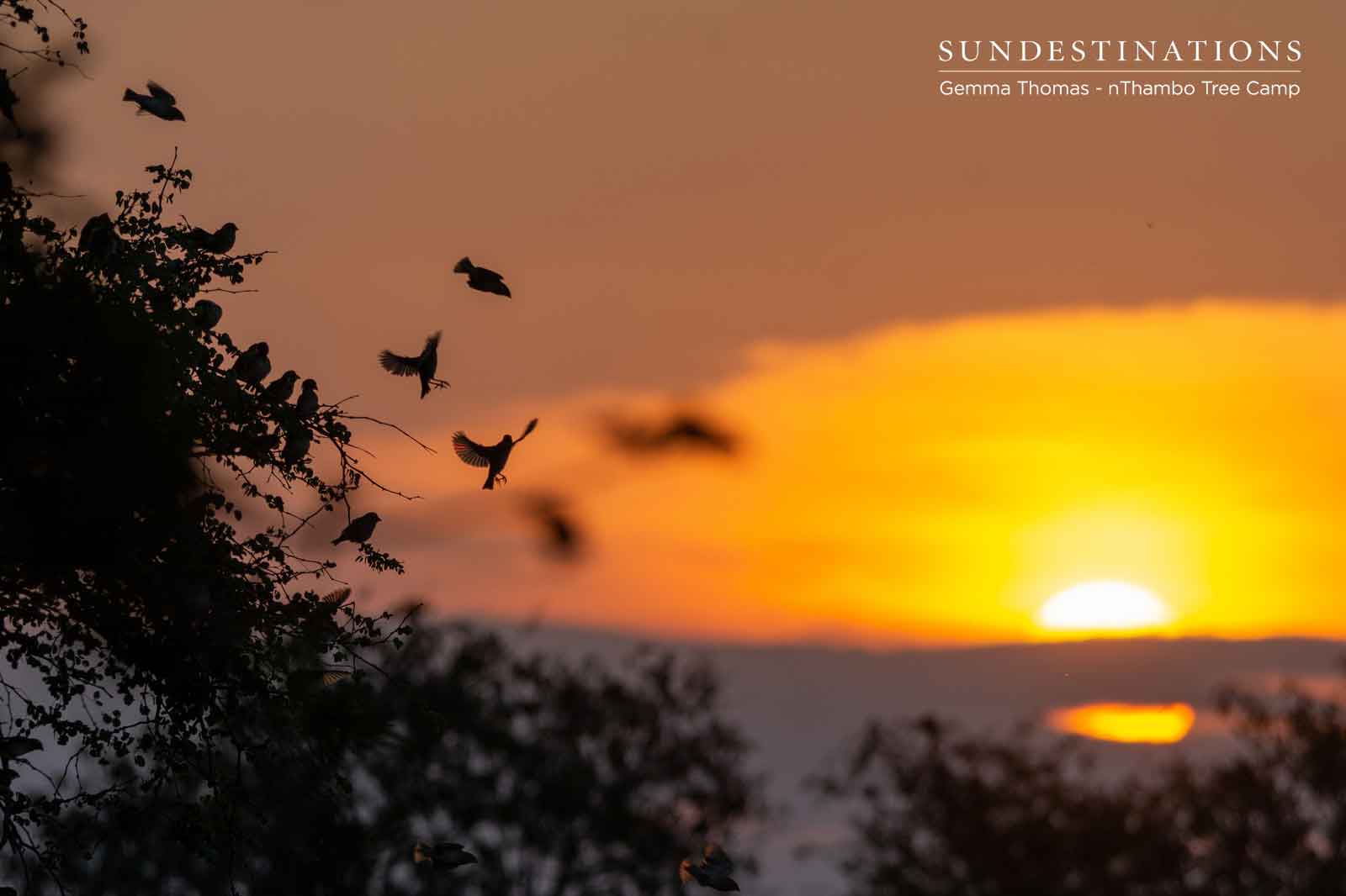 nThambo Birds at Sunset nThambo Birds at Sunset