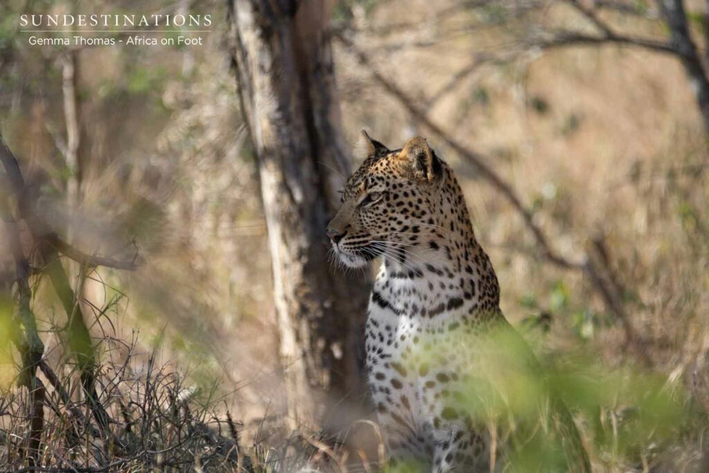 Nyeleti the Leopardess