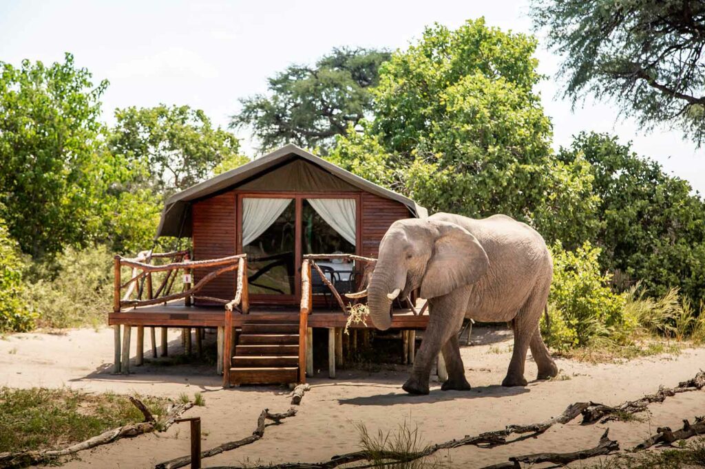 Elephant in Front of Accommodation