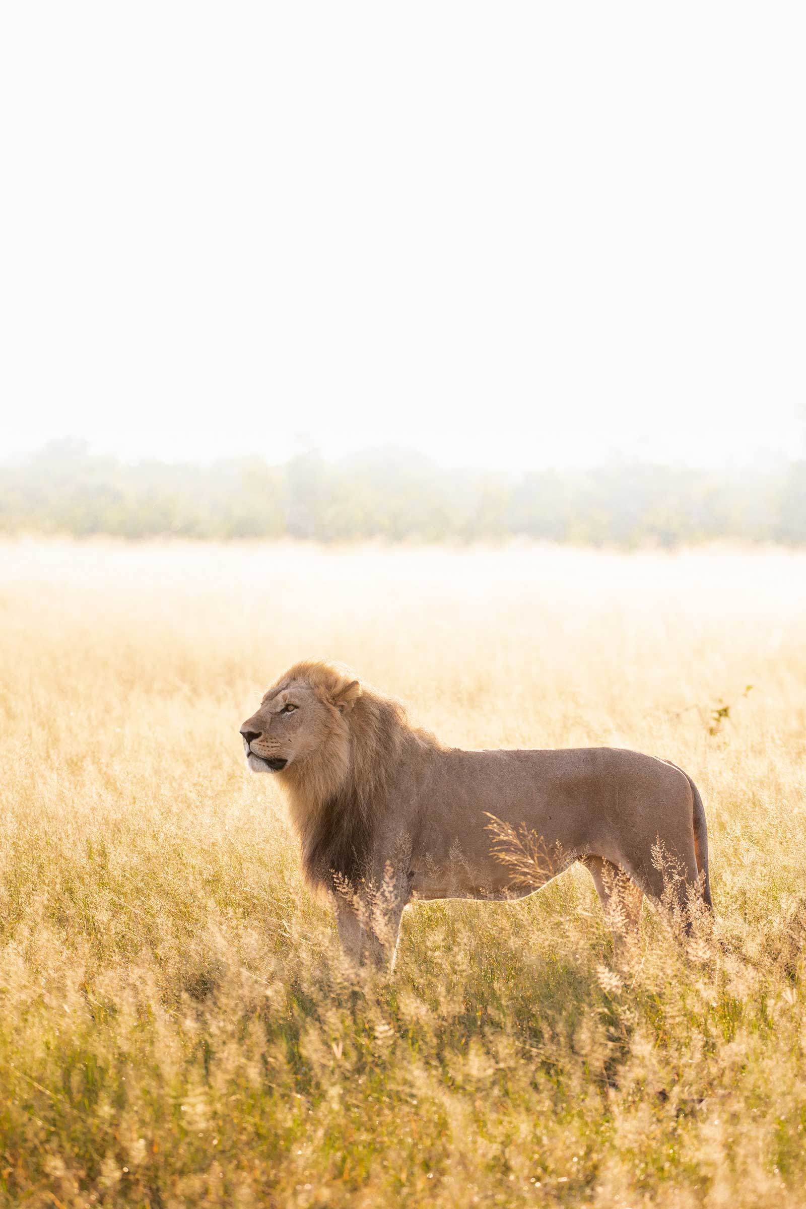 Male from the Marsh Pride Male from the Marsh Pride