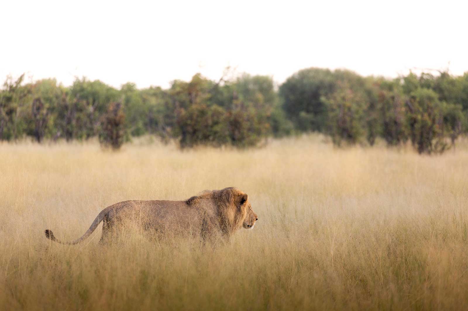 Male Lion at Camp Savuti Male Lion at Camp Savuti