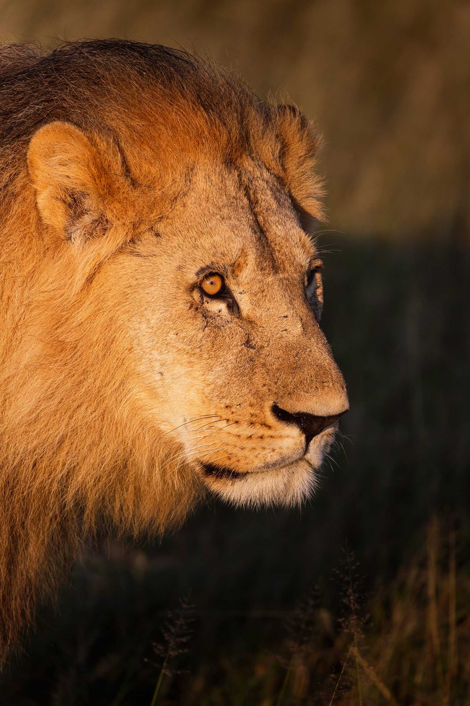 Camp Savuti Amber Lion Camp Savuti Amber Lion