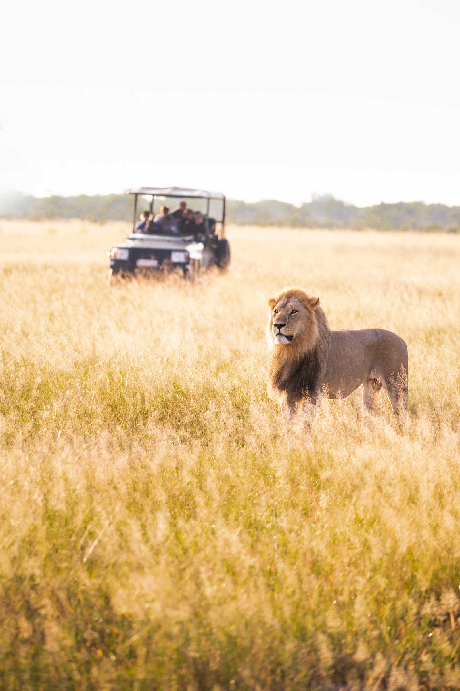 Camp Savuti Lion Prides Camp Savuti Lion Prides