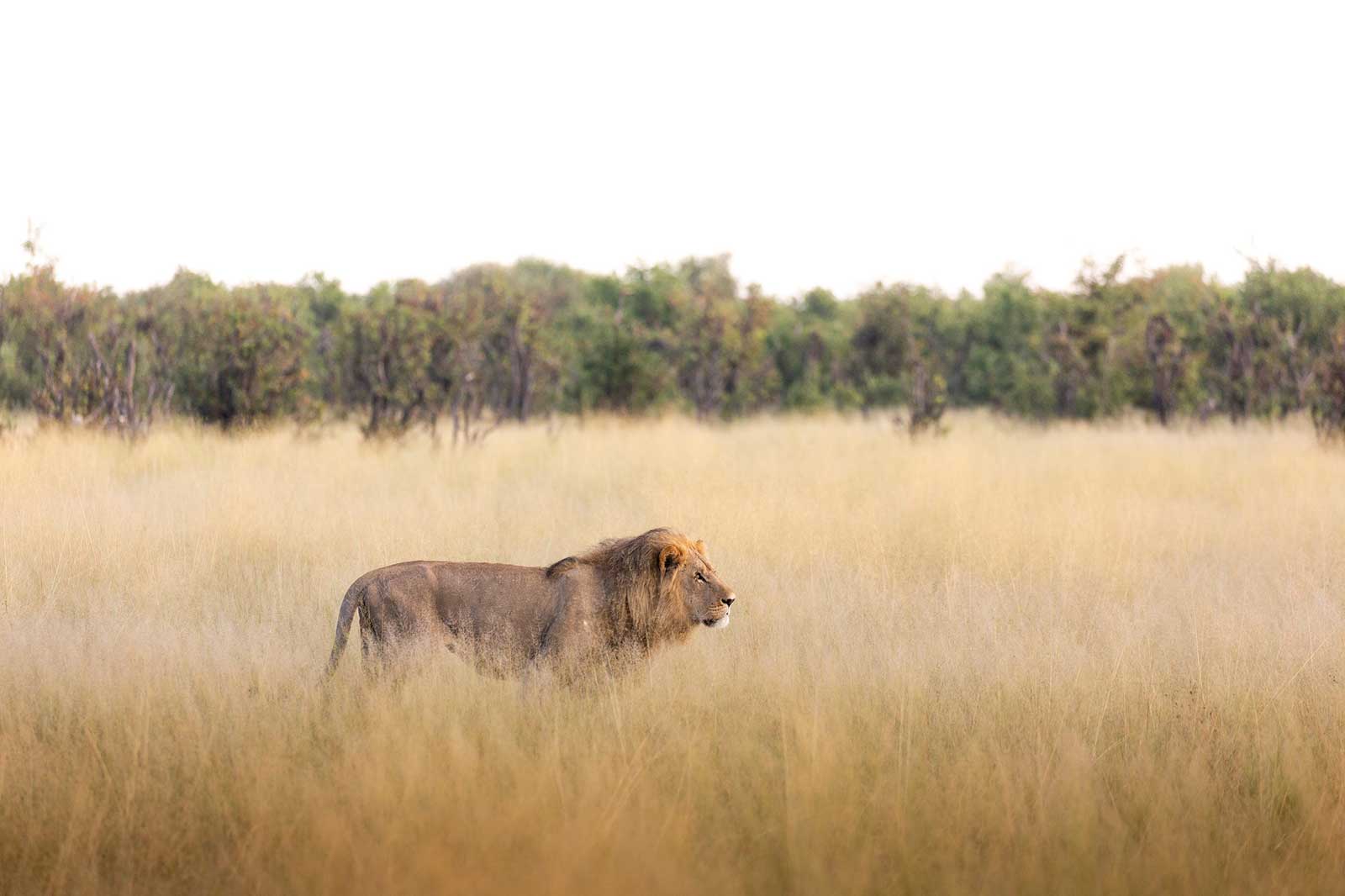Camp Savuti Lions Camp Savuti Lions