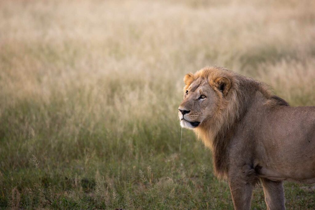 Camp Savuti Lions