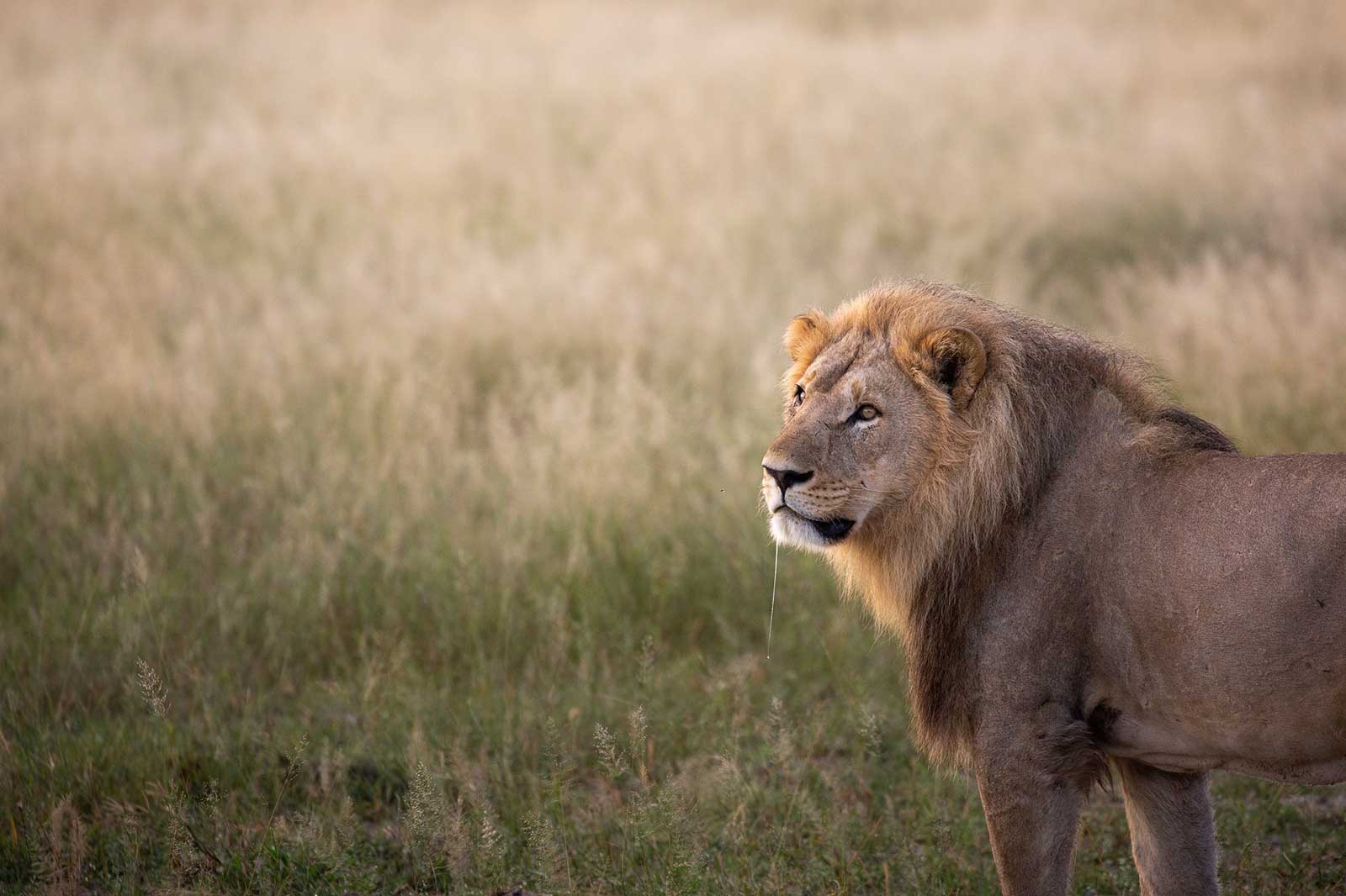Camp Savuti Lions Camp Savuti Lions