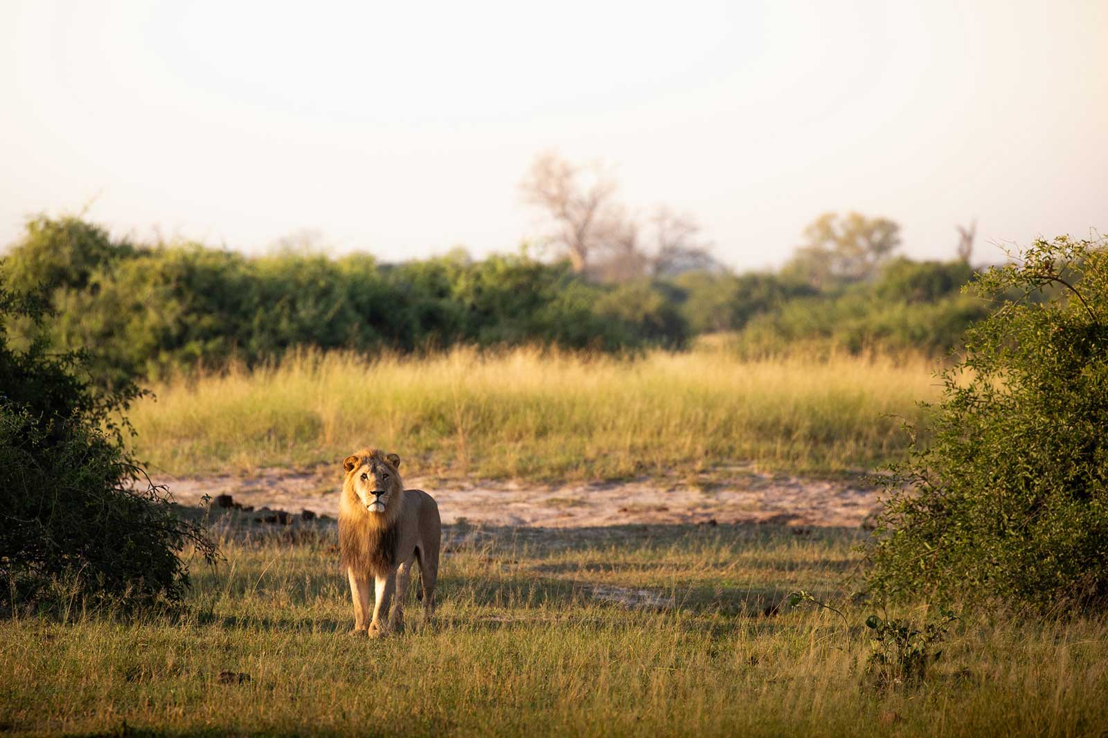 Male Lion Coalition Marsh Pride Male Lion Coalition Marsh Pride