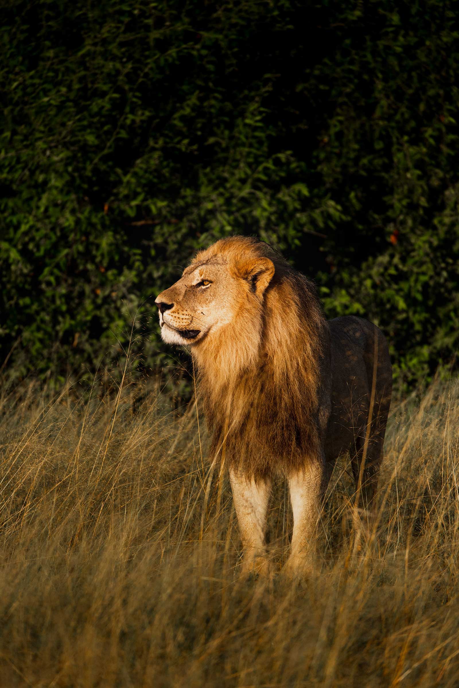 Large Male Lion in Camp Savuti Large Male Lion in Camp Savuti
