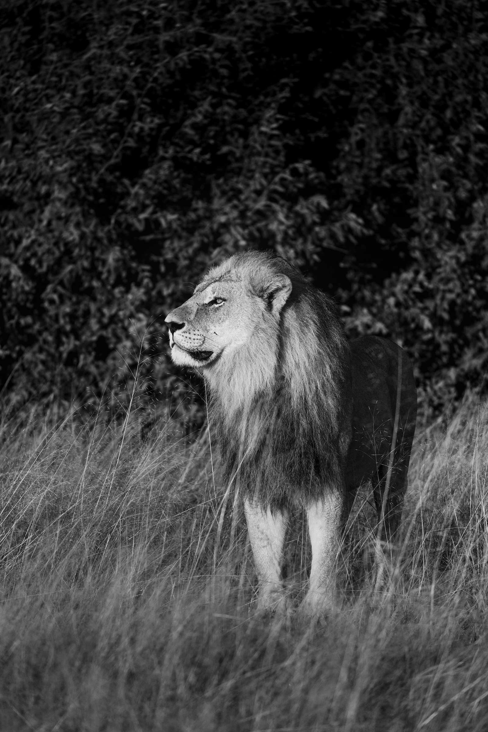 CampSavutiMaleLion Lions of the Savuti