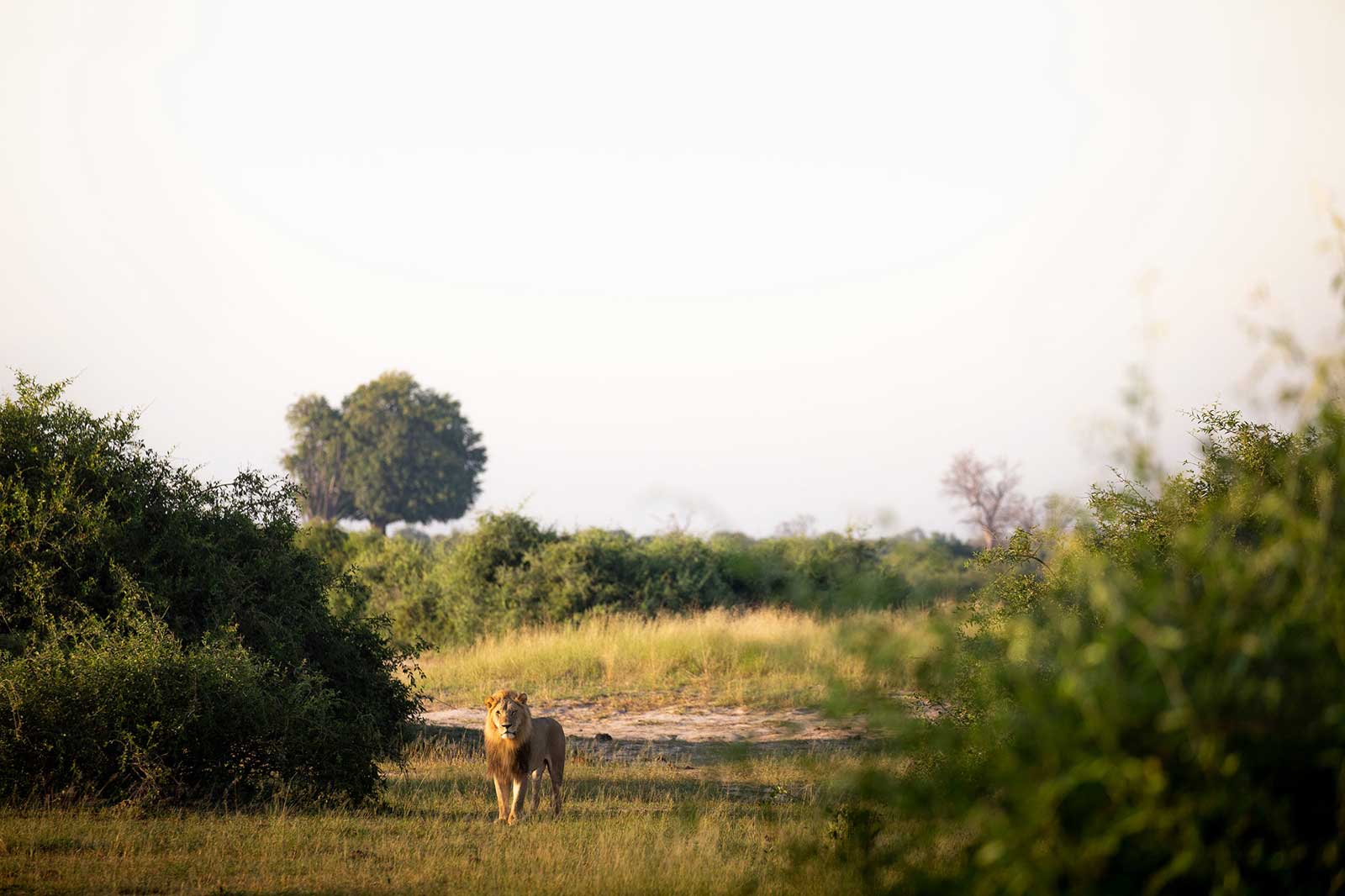 Lions Guarding Camp Savuti in the Wilderness Lions Guarding Camp Savuti in the Wilderness