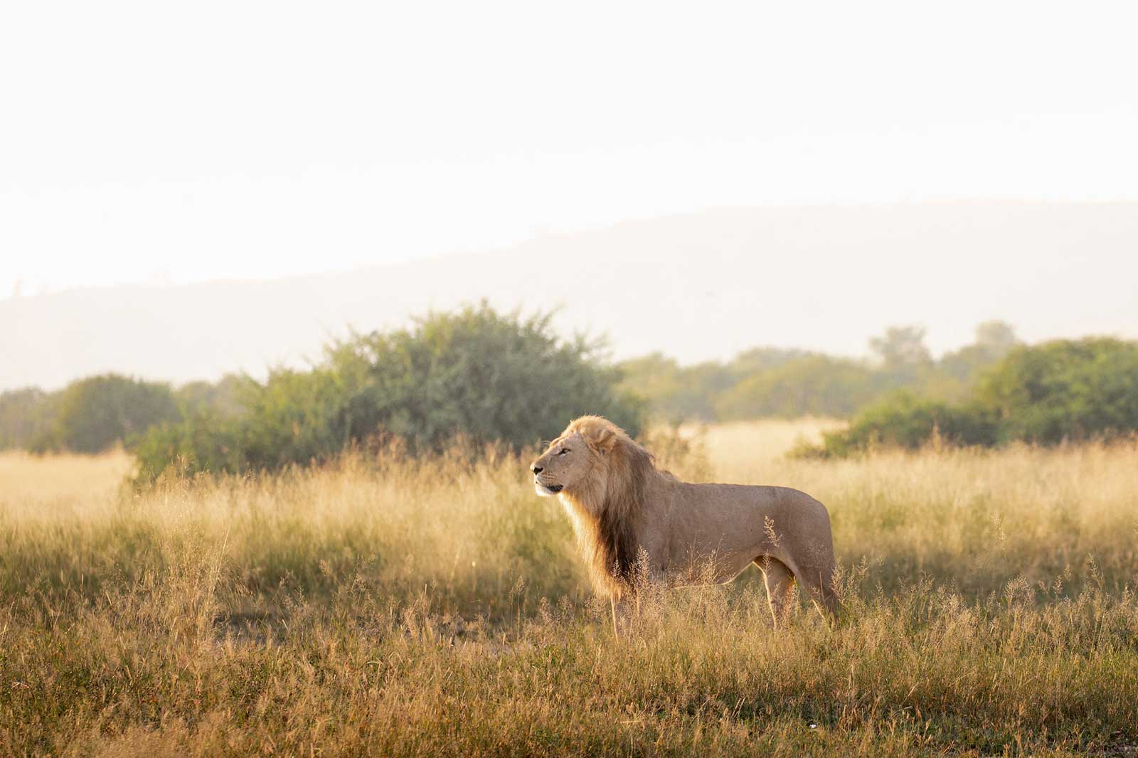 Camp Savuti Wildneress Camp Savuti Wildneress