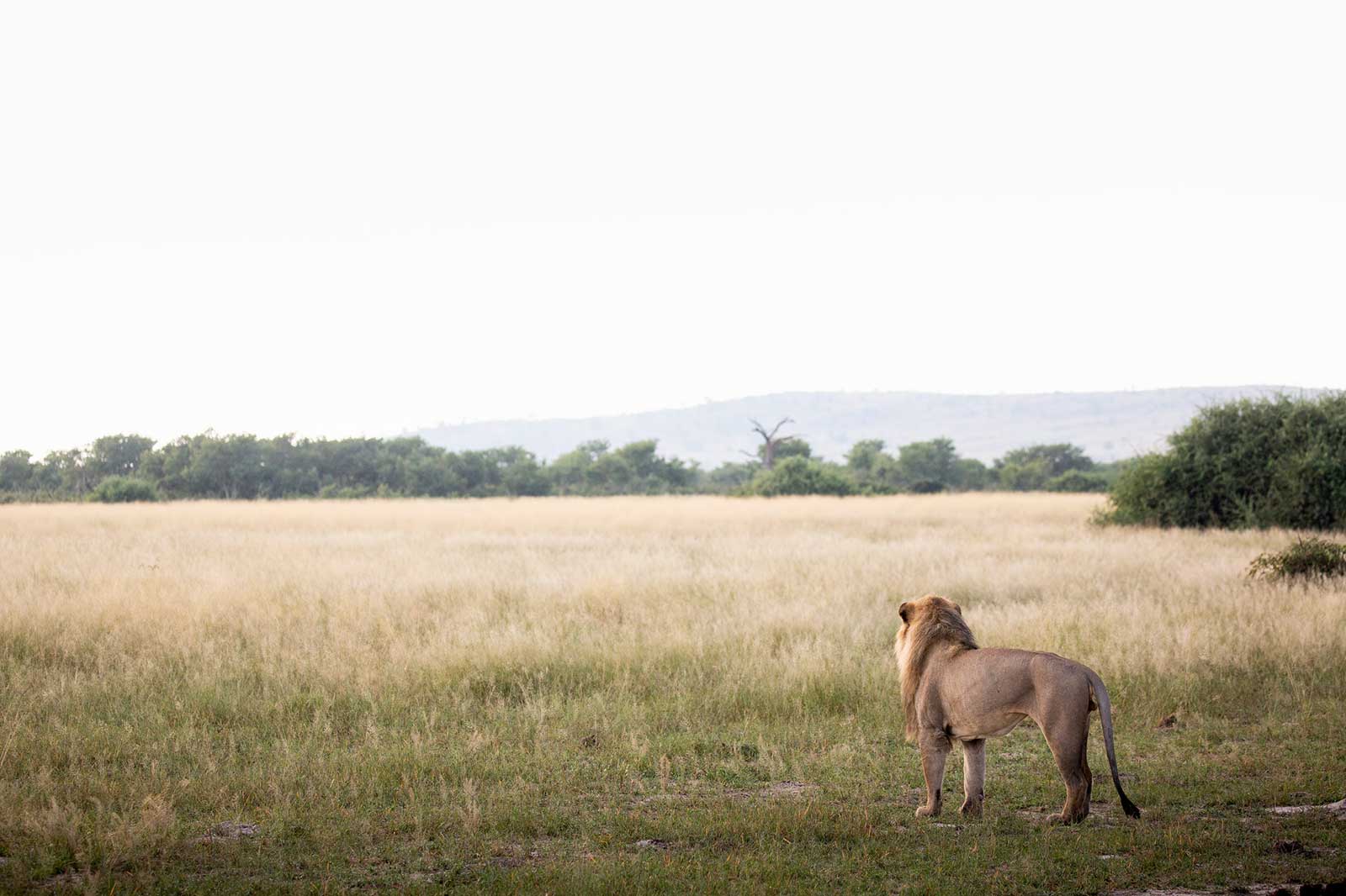 Lions at the Savute Marsh Lions at the Savute Marsh