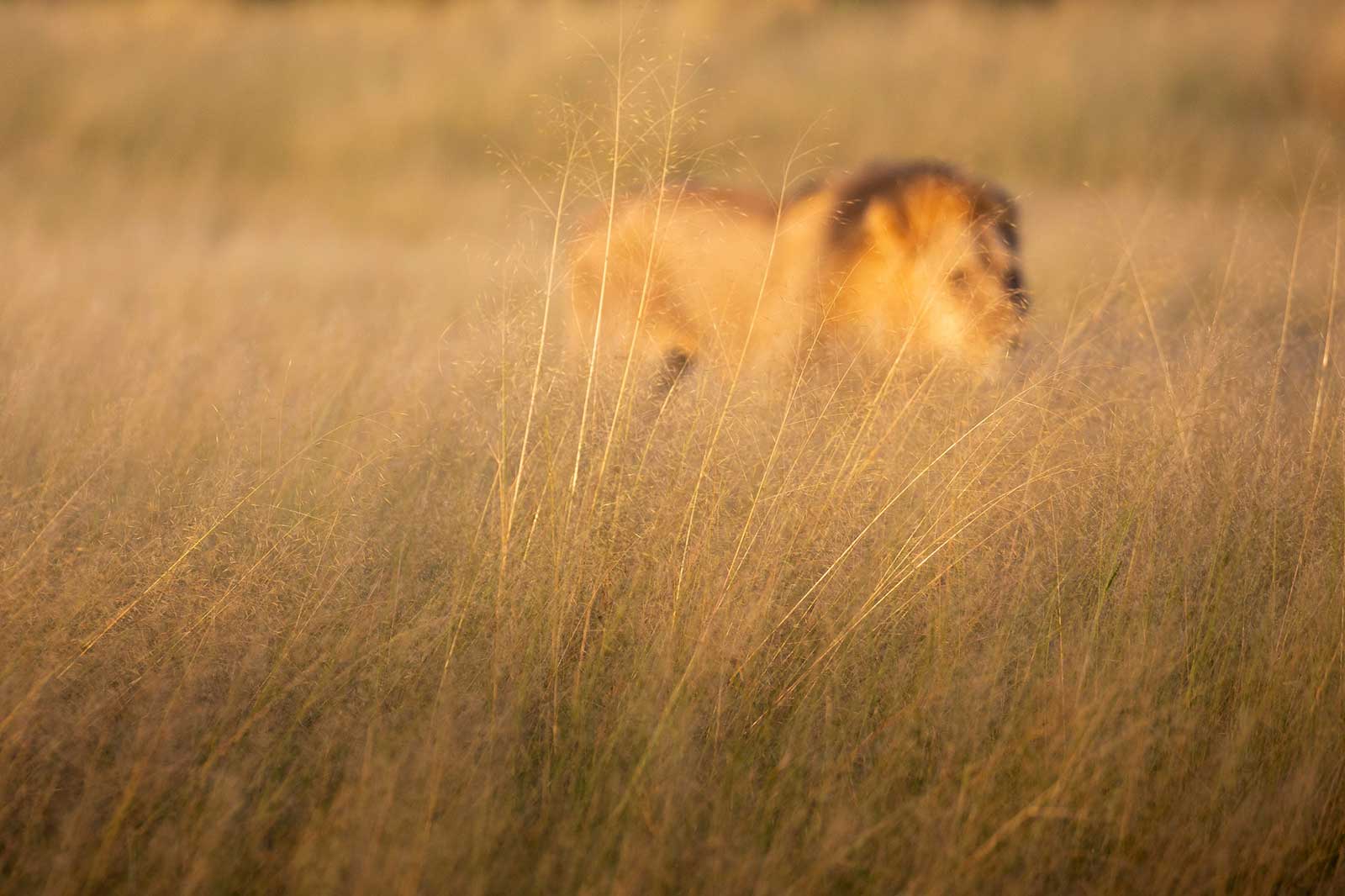 Lions at Camp Savuti Lions at Camp Savuti