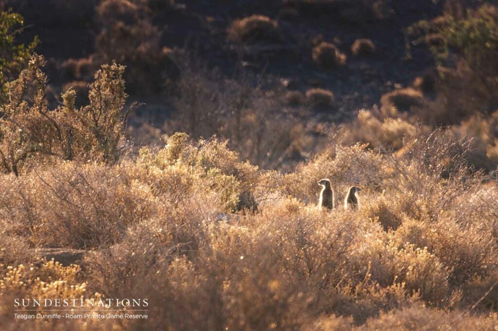Roam Meerkats
