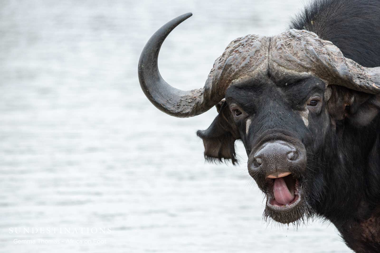 Buffalo Africa on Foot Buffalo Africa on Foot