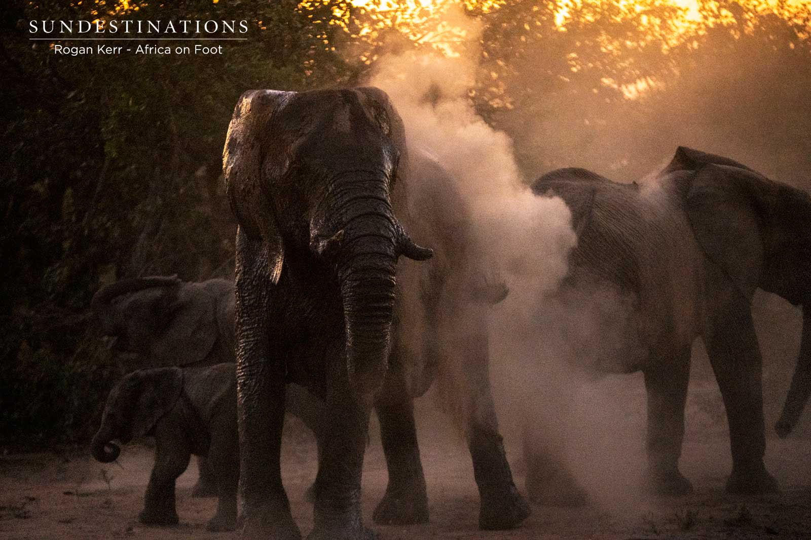 Elephant Herd in the Dust Elephant Herd in the Dust
