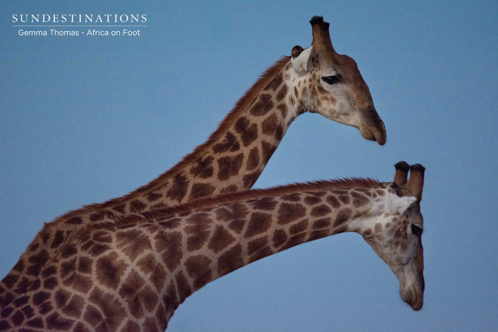 Africa on Foot Giraffe Africa on Foot Giraffe