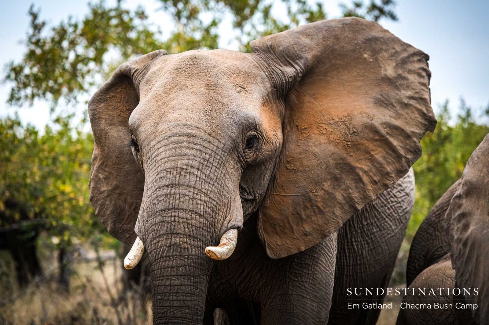 Elephants at Chacma Bush Camp Elephants at Chacma Bush Camp