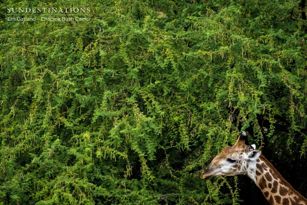 Giraffe at Chacma Bush Camp