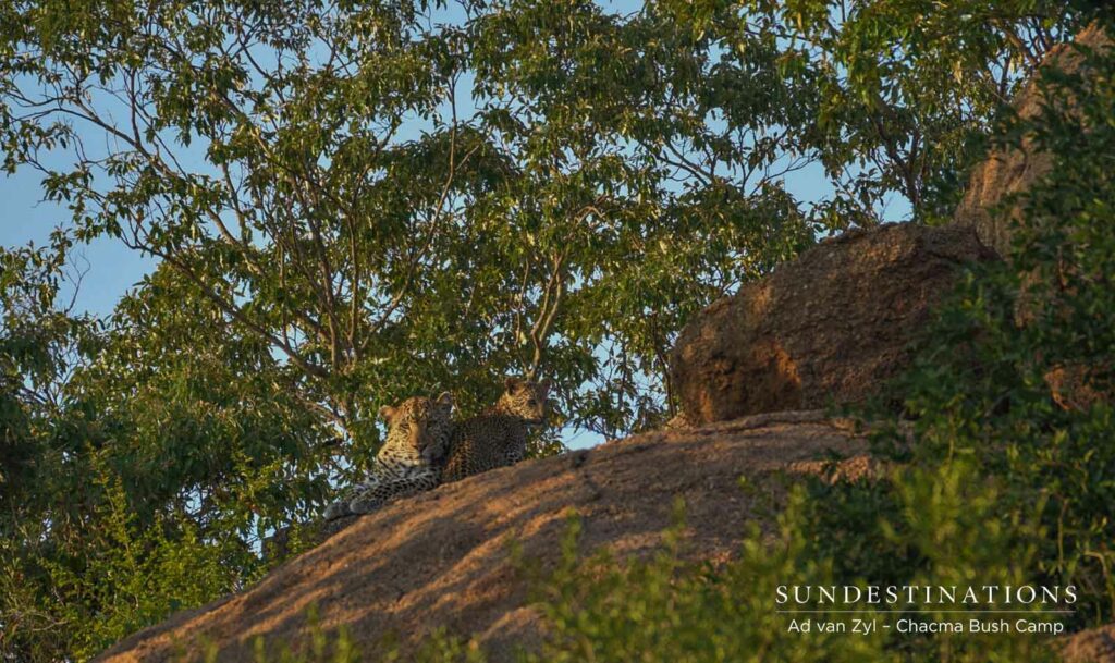 Leopard and Cub at Chacma Bush Camp