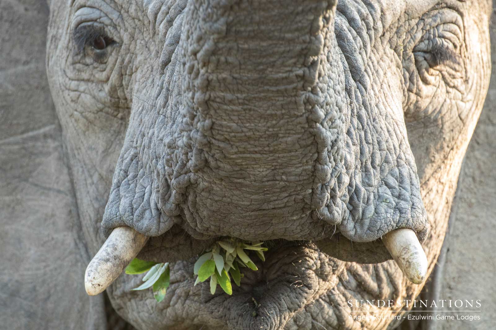 Elephants at Ezulwini Game Lodges Elephants at Ezulwini Game Lodges