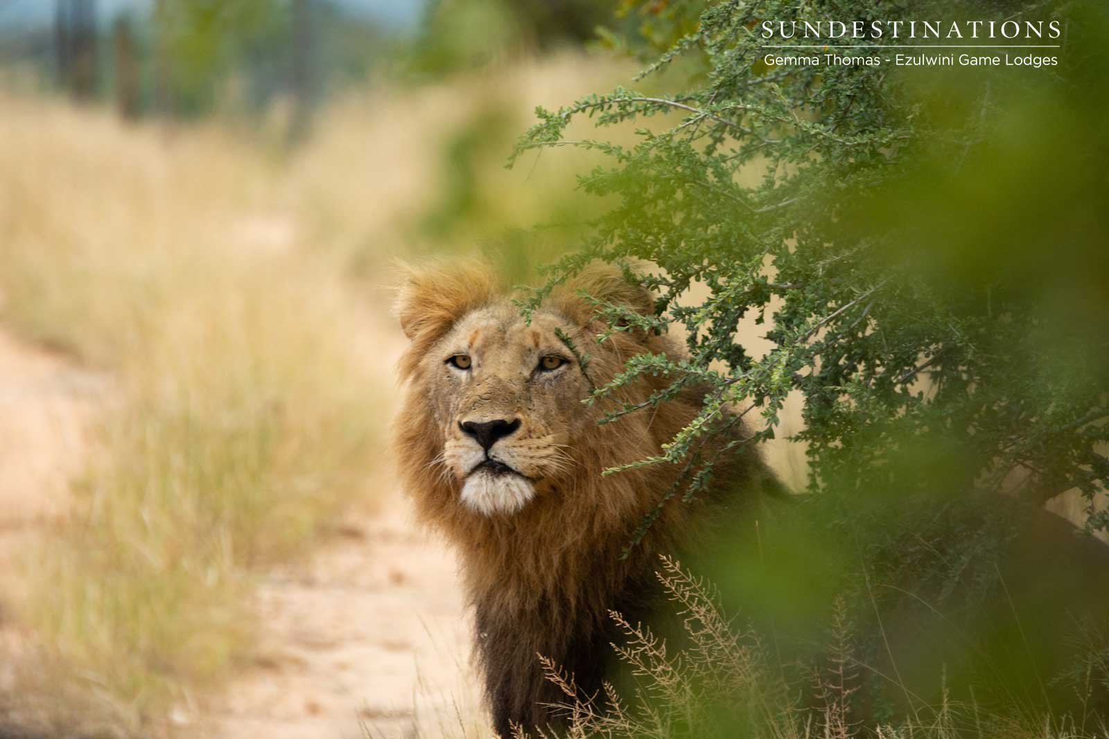The Machaton Male Lions The Machaton Male Lions