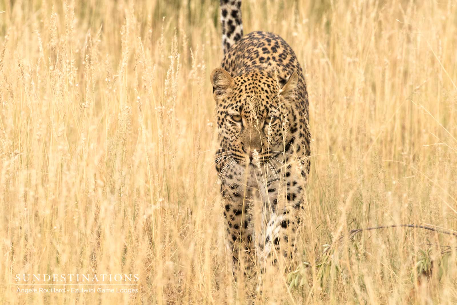 Thuli Leopard at Ezulwini Game Lodges Thuli Leopard at Ezulwini Game Lodges