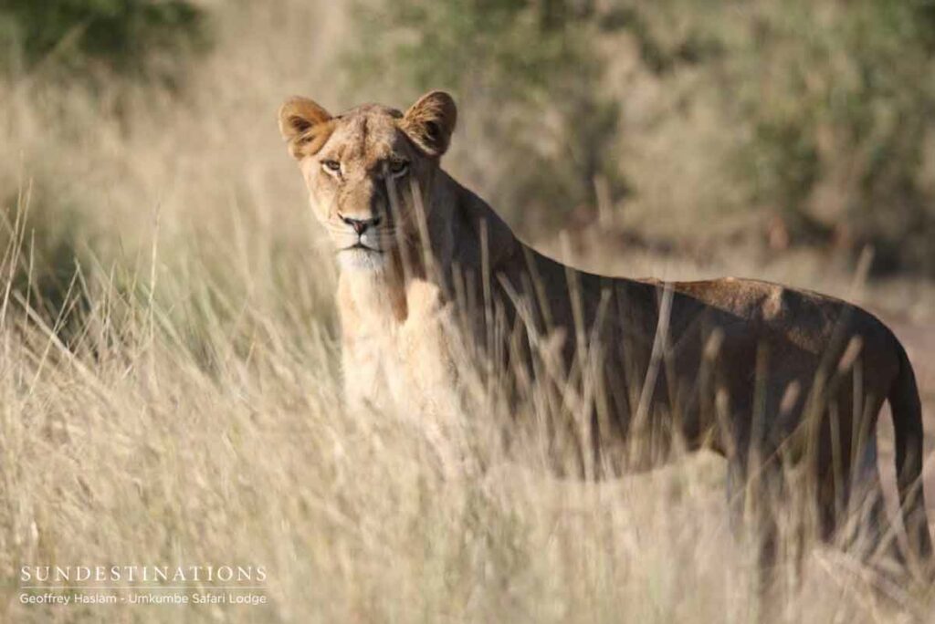Southern Pride Lioness Umkumbe