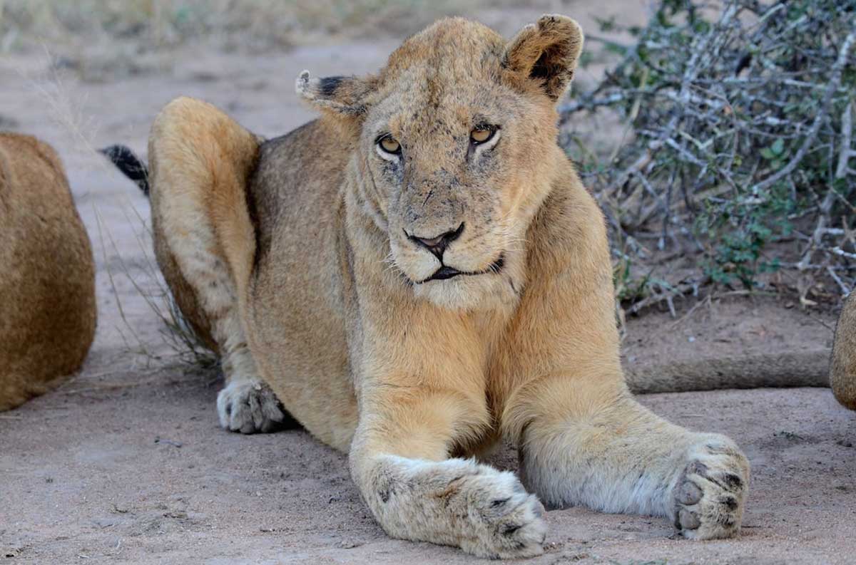 Styx Lioness Styx Lioness